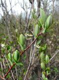 Salix myrtilloides