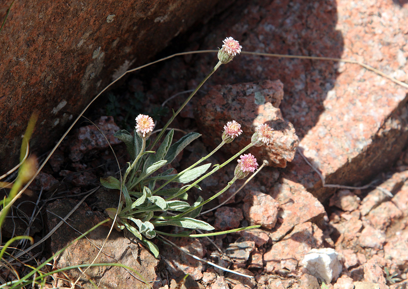 Изображение особи Erigeron amorphoglossus.