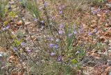 Campanula taurica. Цветущее растение в каменистой степи. Крым, Караньское плато. 31 мая 2014 г.