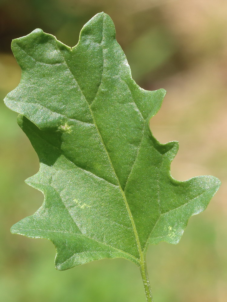 Изображение особи Atriplex tatarica.