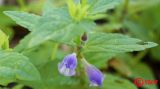 Scutellaria galericulata