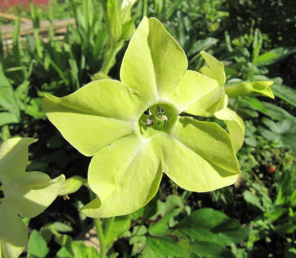 Изображение особи Nicotiana alata.