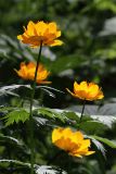 Trollius asiaticus. Верхушка цветущего растения. Бурятия, Байкальский заповедник, средняя часть северного склона хр. Хамар-Дабан, водораздел рек Осиновка и Ушаковка, темнохвойная тайга. 18.06.2013.