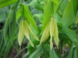 Uvularia grandiflora