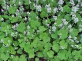 Tiarella cordifolia