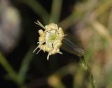 Silene alexandrae