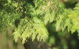 Thuja plicata. Верхушки веточек. Абхазия, г. Сухум, Сухумский ботанический сад, в культуре. 7 марта 2016 г.