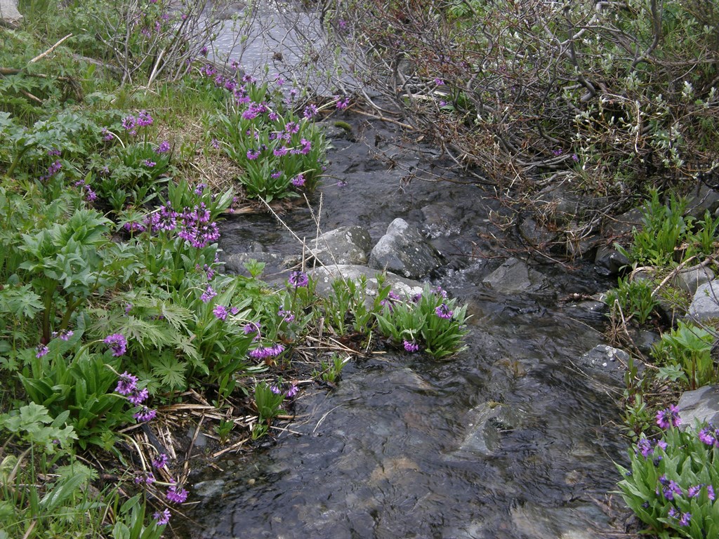 Изображение особи Primula nivalis.