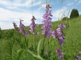 Vicia tenuifolia