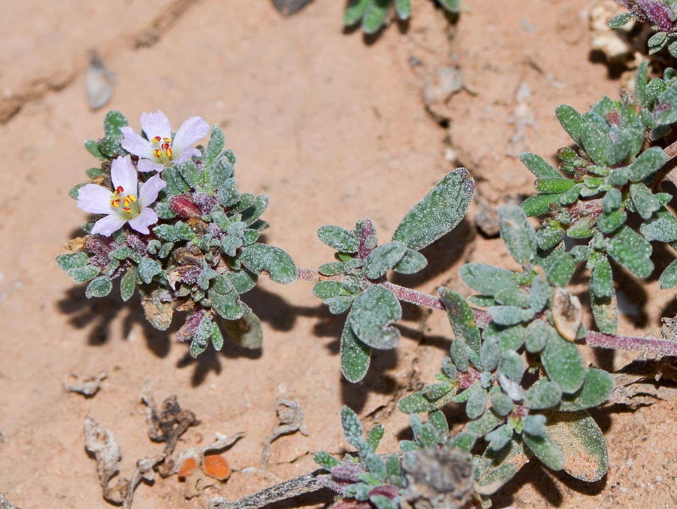 Image of genus Frankenia specimen.