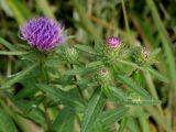 Cirsium vlassovianum. Нераспустившиеся соцветия и листья. Приморье, окр. г. Находка, сырой луг. 12.09.2016.