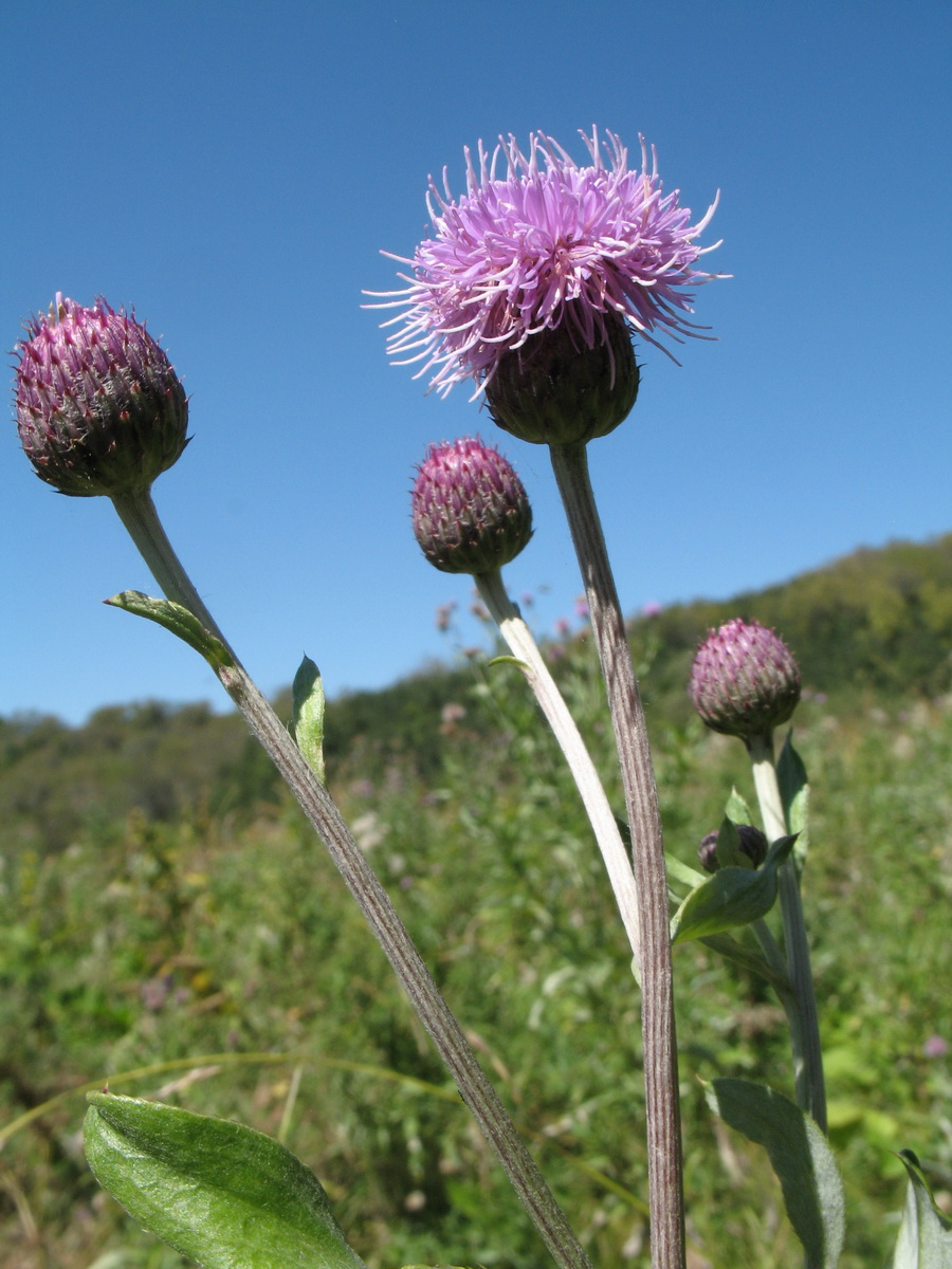 Изображение особи Cirsium incanum.