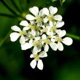 Anthriscus sylvestris