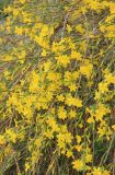 Jasminum nudiflorum