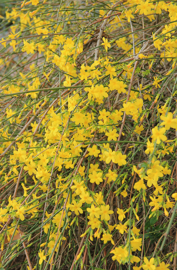 Изображение растения Jasminum nudiflorum.