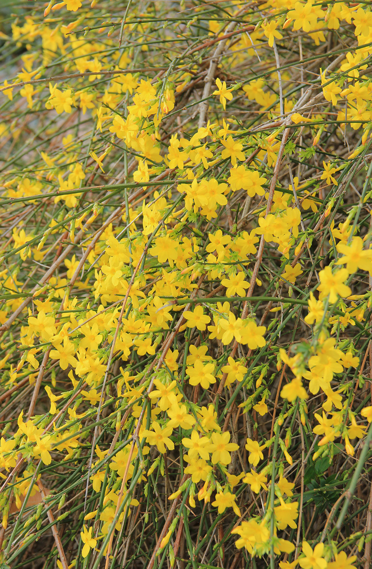 Изображение особи Jasminum nudiflorum.