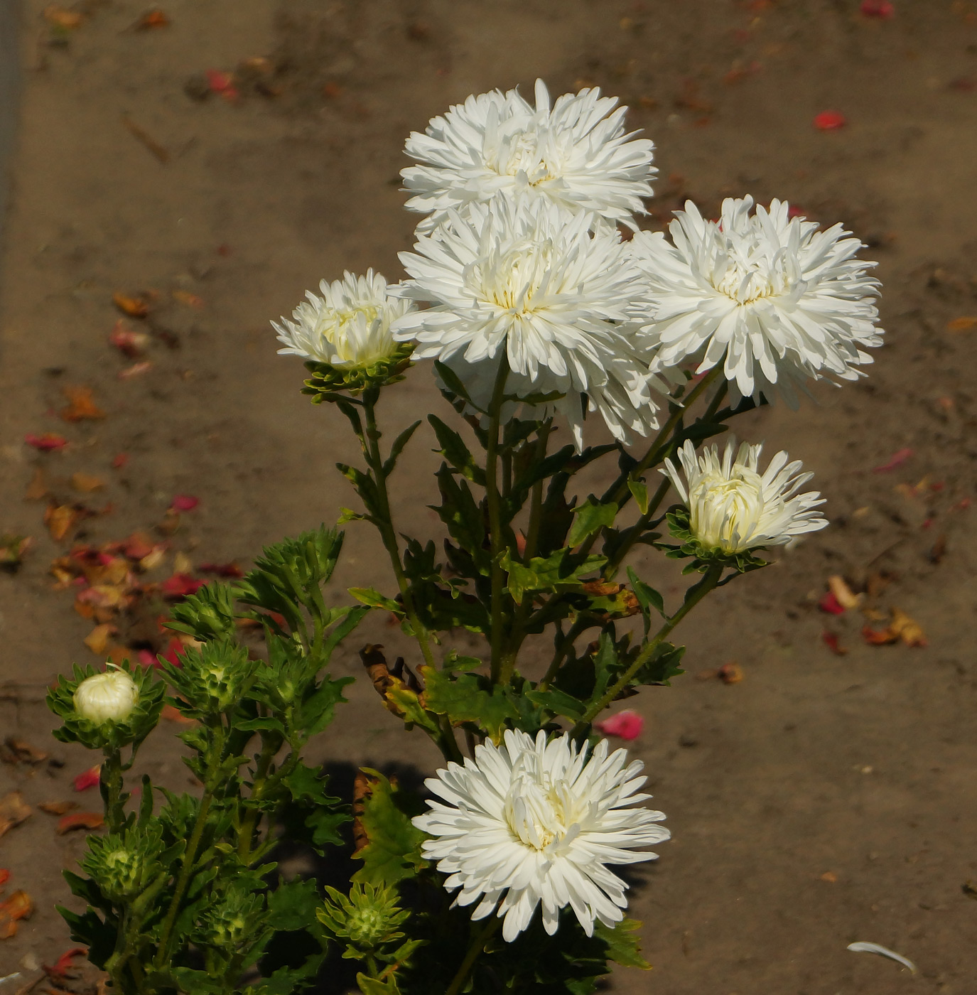 Изображение особи Callistephus chinensis.