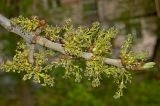 Fraxinus pennsylvanica. Верхушка цветущей веточки. Пермский край, г. Пермь, Свердловский р-н, в озеленении двора. 25 мая 2018 г.