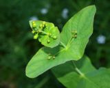 Hypericum bupleuroides. Верхушка бутонизирующего растения. Москва, Воробьёвы горы, Ботанический сад МГУ, альпинарий (в культуре из Аджарии). 06.06.2018.