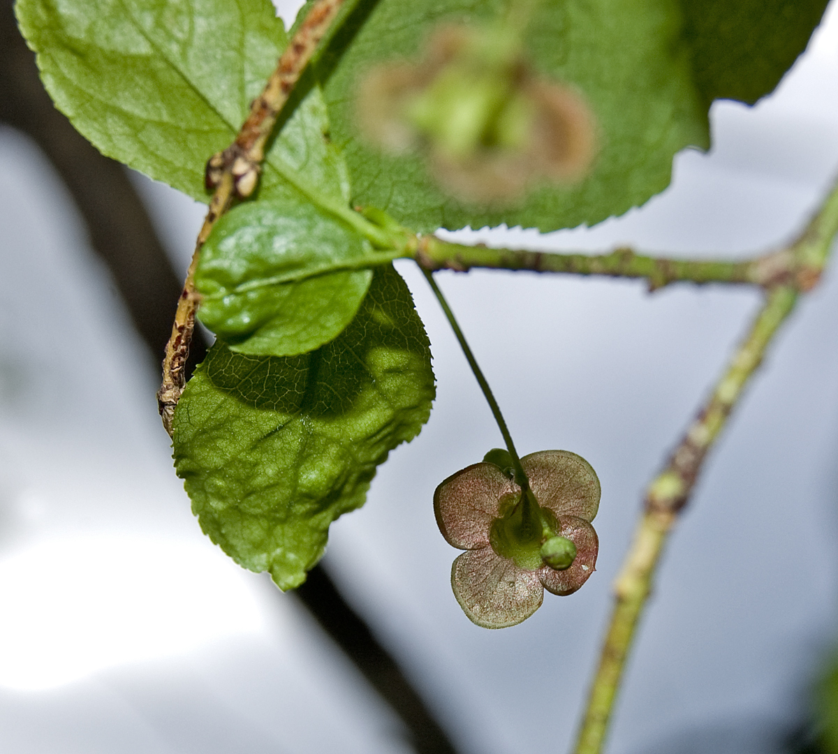 Изображение особи Euonymus verrucosus.