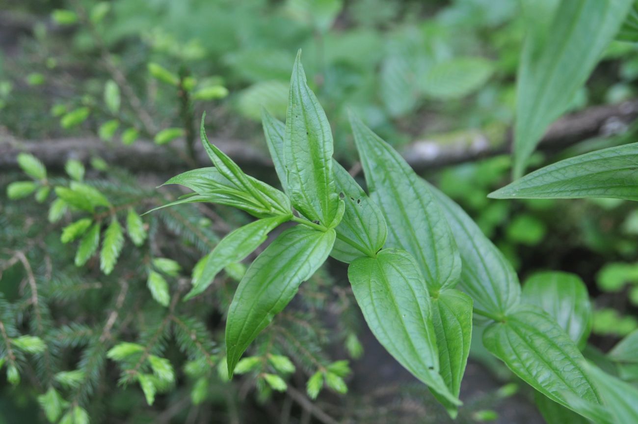 Изображение особи Gentiana schistocalyx.