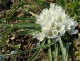 Ornithogalum fimbriatum