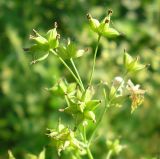 Thalictrum minus