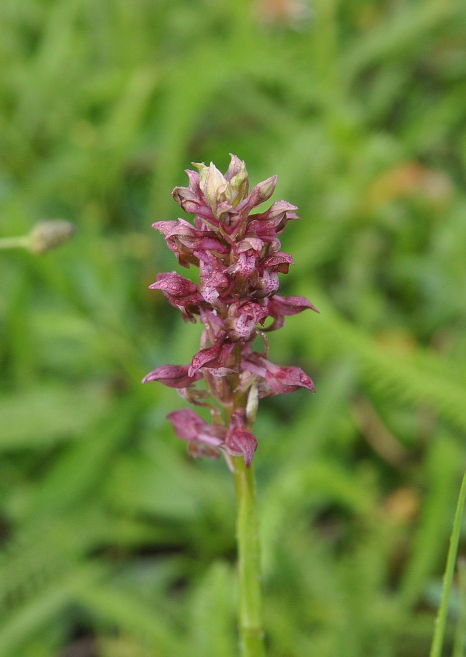 Изображение особи Anacamptis coriophora.