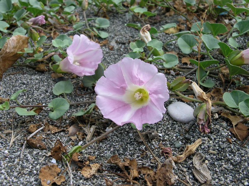 Изображение особи Calystegia soldanella.