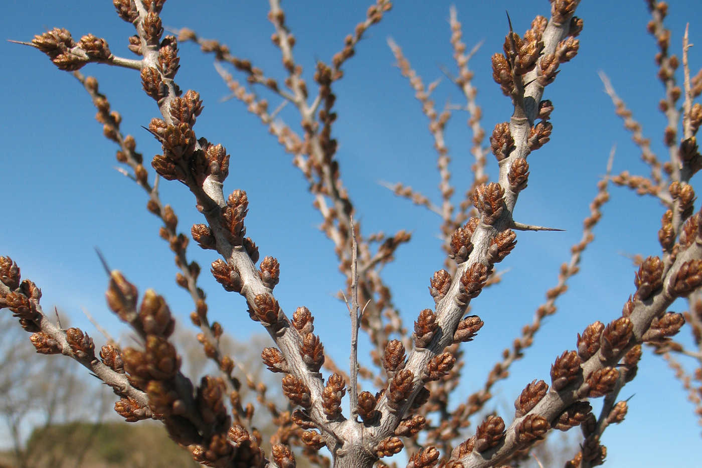 Изображение особи Hippophae rhamnoides.