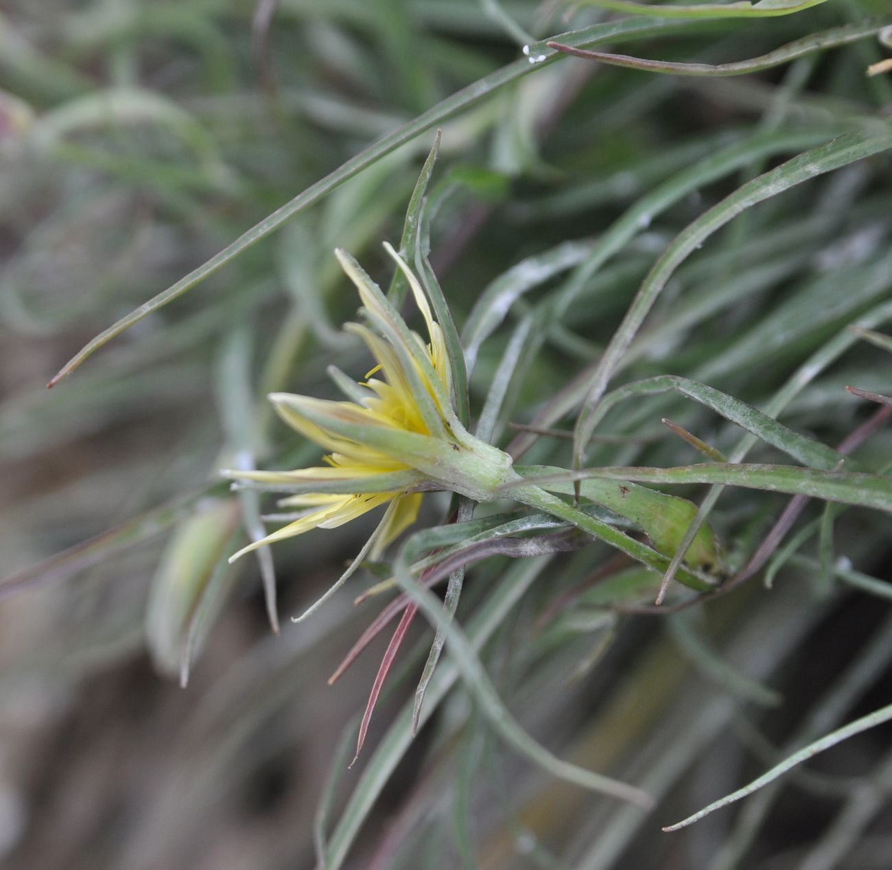 Изображение особи род Tragopogon.