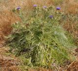 Cynara cardunculus