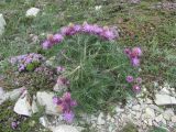 Lamyra echinocephala. Цветущее растение в собществе с Thymus helendzhicus. Краснодарский край, окр. г. Новороссийск, хр. Маркотх, пер. Андреевский, каменистый склон. 07.08.2019.