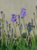 Iris pallida