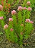 Rhodiola rhodantha. Цветущие растения. Мурманская обл., г. Кировск, ПАБСИ, в культуре. 03.08.2012.