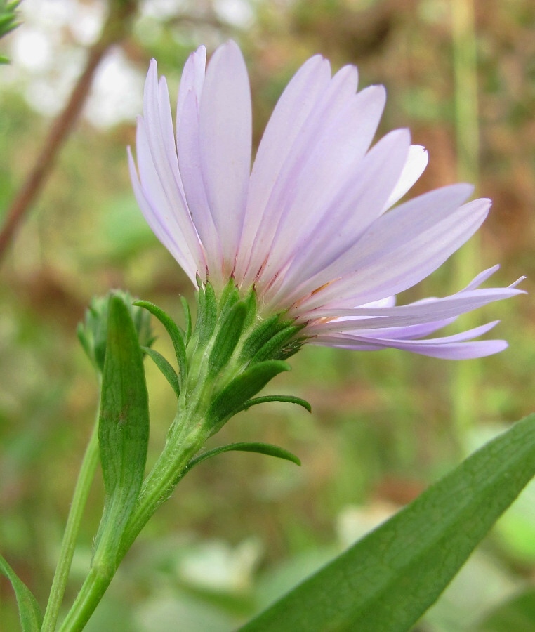 Изображение особи Symphyotrichum novi-belgii.