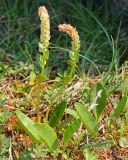 Lagotis uralensis