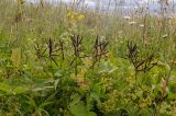 Lathyrus vernus. Плодоносящие растения. Пермский край, пос. Юго-Камский, окр. Юго-Камского пруда, склон холма, луг. 1 июля 2020 г.