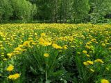 Taraxacum officinale