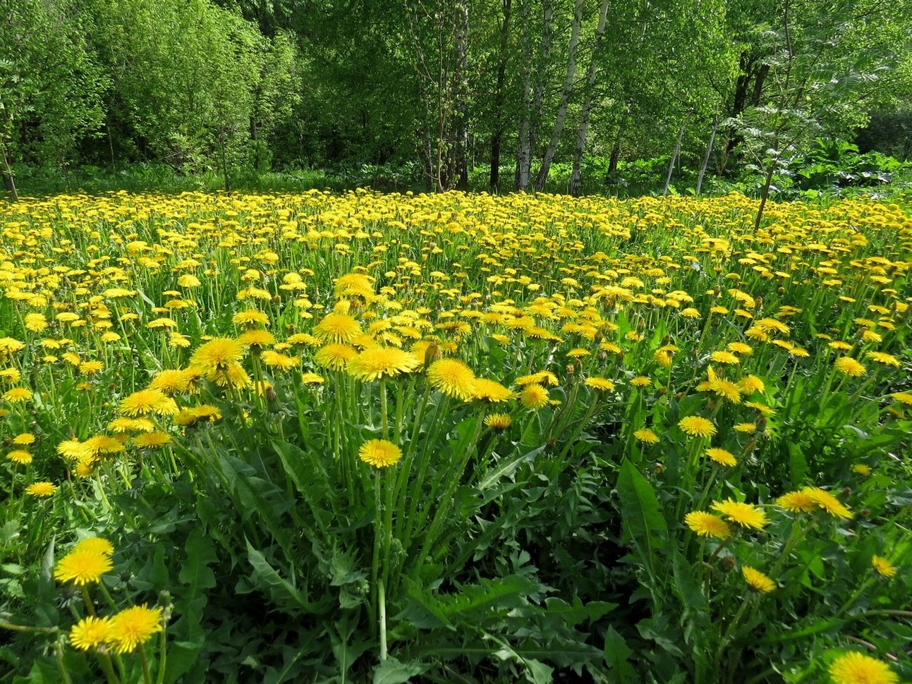 Изображение особи Taraxacum officinale.