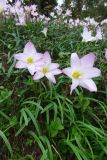 Zephyranthes rosea