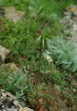 Anisantha tectorum. Цветущее растение. Азербайджан, Гобустанский заповедник. 10.04.2010.