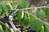 Betula pendula