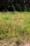 Silene chlorantha