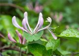 Lonicera caprifolium. Соцветие. Абхазия, Гудаутский р-н, Рицинский реликтовый национальный парк, долина р. Гега, широколиственный лес, обочина грунтовой дороги. 17.05.2021.