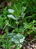 Vicia narbonensis