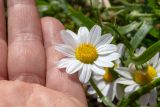 Anthemis palaestina