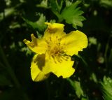 Potentilla anserina. Цветок с повреждёнными лепестками. Московская обл., ГО Подольск, мкр-н Климовск, обочина дороги. 09.06.2023.