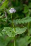 Valeriana alliariifolia. Верхушка растения с соцветием. Карачаево-Черкесия, Зеленчукский р-н, окр. пос. Архыз, ущелье ручья Баритовый, каменистый склон. 10.06.2023.