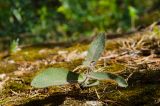 род Hieracium. Вегетирующее растение. Свердловская обл., Краснотурьинский ГО, долина р. Каква, вершина Синих скал, разреженный сосновый лес. 10 июня 2023 г.